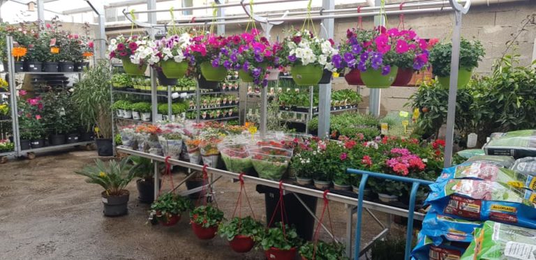 91951795 1594879437329953 9171061276514713600 n 768x373