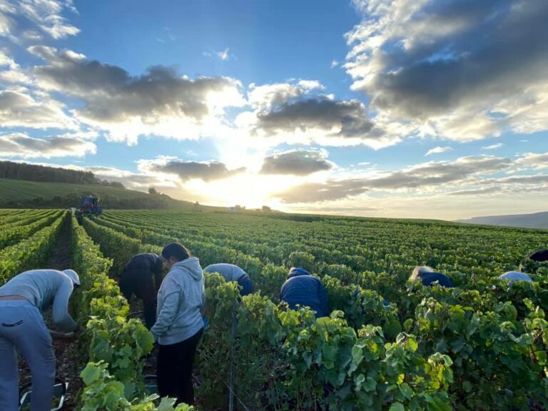 Vendanges Casters 768x576