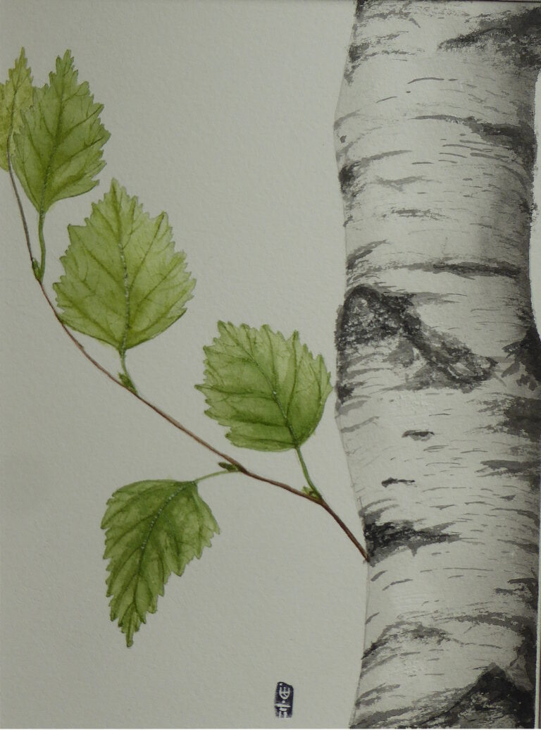 Bouleau et feuilles vertes 768x1036