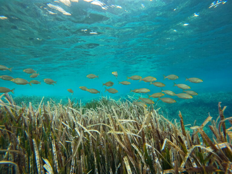 GPTempDownload 4 768x576