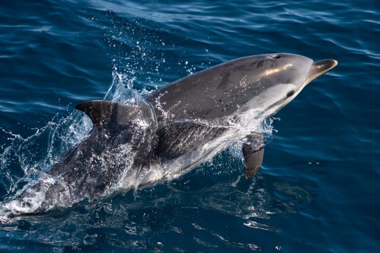 IMG 20230927 WA0006 768x512