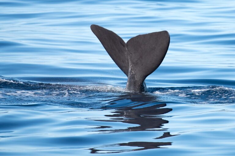 IMG 20230927 WA0007 768x512