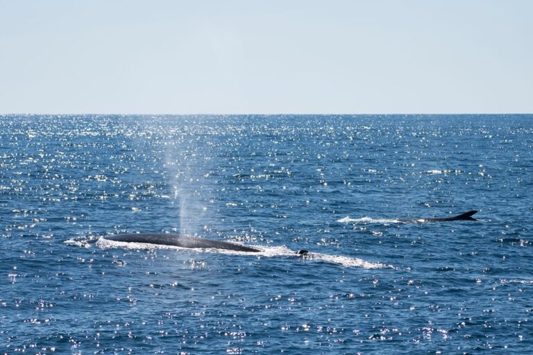 IMG 20230927 WA0019 768x512