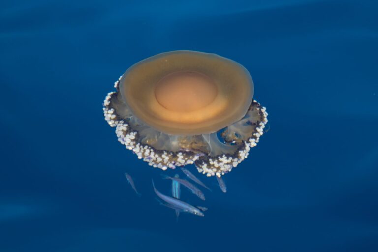 IMG 20230927 WA0020 768x512