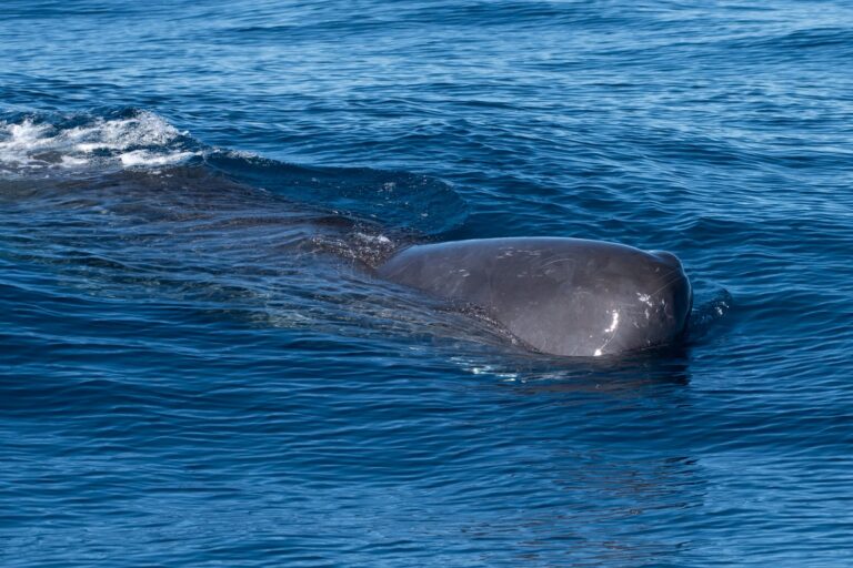 IMG 20230927 WA0021 768x512